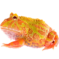 Sunburst Pacman Frog